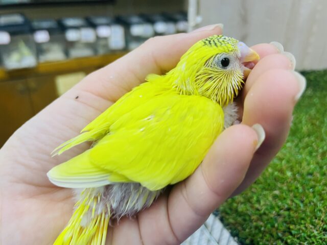 セキセイインコ