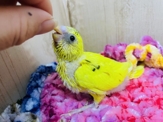 セキセイインコ