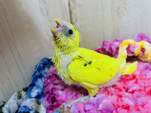 セキセイインコ