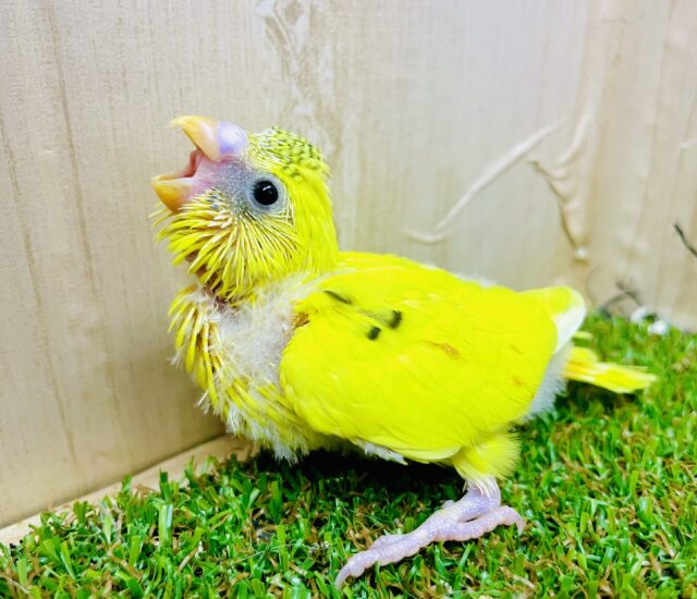 興味対象日替わりの疑問🐤🐾🐾　セキセイインコ　ハルクイン