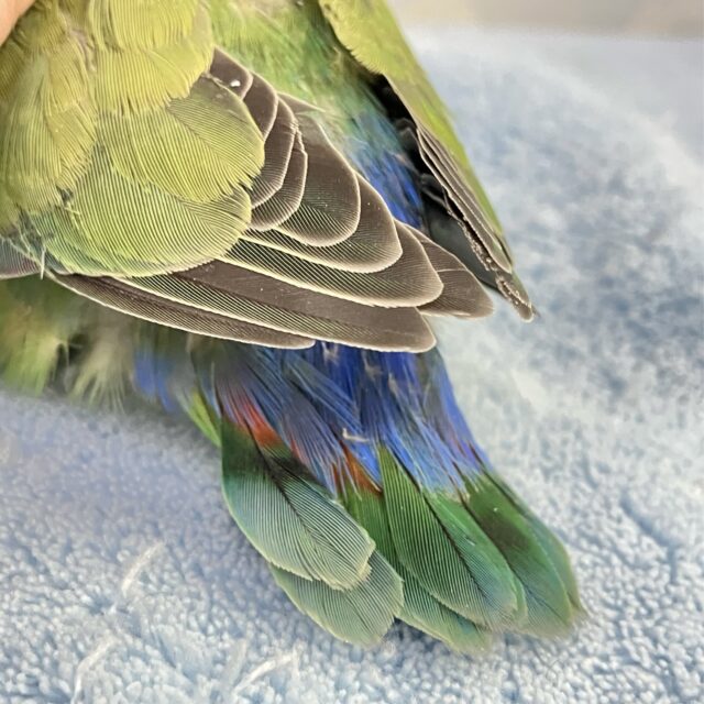 ✨️最新画像✨️ぺっとり系コザ🫶 ノンストップ好奇心っ!😚コザクラインコ ノーマル(2024年1月生まれ) コザクラインコ(小桜インコ)