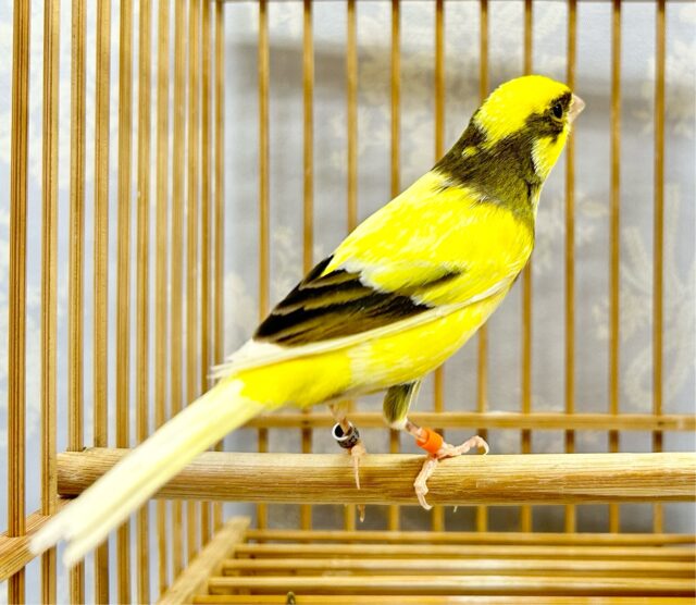 ローラーカナリア