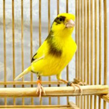 人気✨️ローラーカナリア(女の子) 2023年5月生まれ