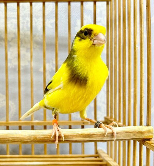 人気✨️ローラーカナリア(女の子) 2023年5月生まれ