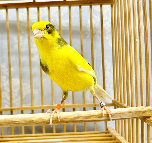 ローラーカナリア