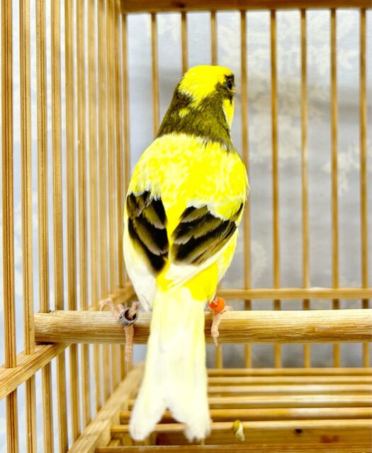 ローラーカナリア