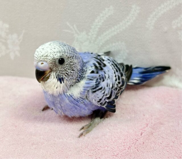 ウロコインコの雛 一羽の価格 - 大分県の家具