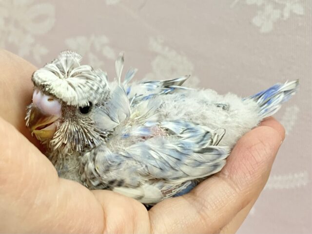 羽衣セキセイインコ