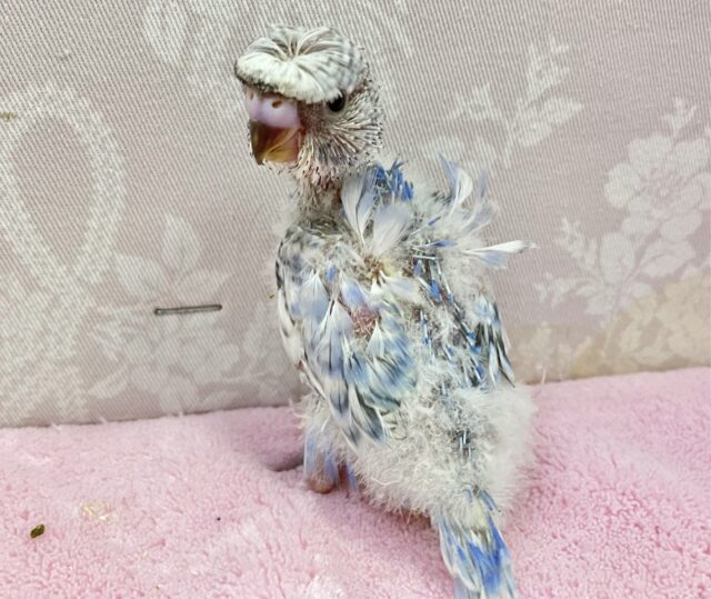 羽衣セキセイインコ