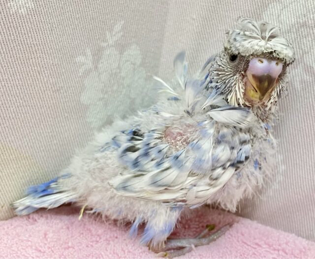 色素薄い系クルクルちゃん！🩵 羽衣セキセイインコ (2024年3月生まれ)