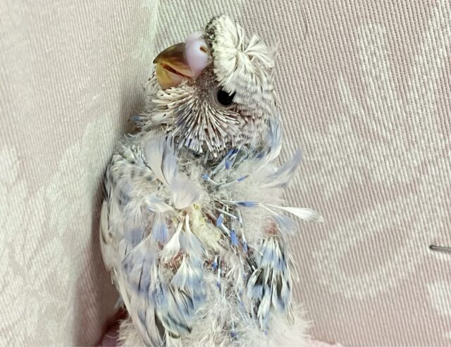 羽衣セキセイインコ