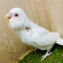 最新画像になりますよ💫高潔たる🤍純白のシロちゃん👑👑👑　セキセイインコ　アルビノ