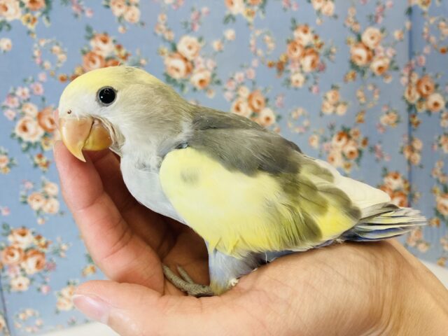 コザクラインコ（小桜インコ）