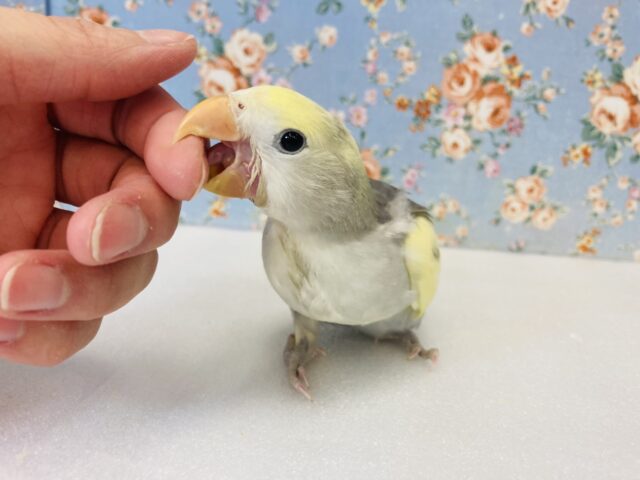 コザクラインコ（小桜インコ）