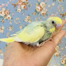 ピヨピヨ天使❤︎素敵な羽色です🪶✨手乗りセキセイインコ(レインボーパイド)🫧