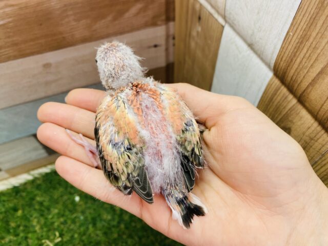 アキクサインコ（秋草インコ）