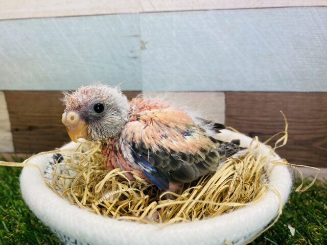 アキクサインコ（秋草インコ）