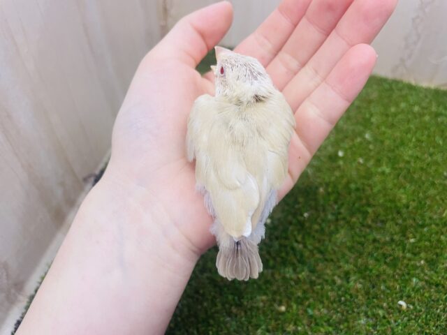 シナモン文鳥