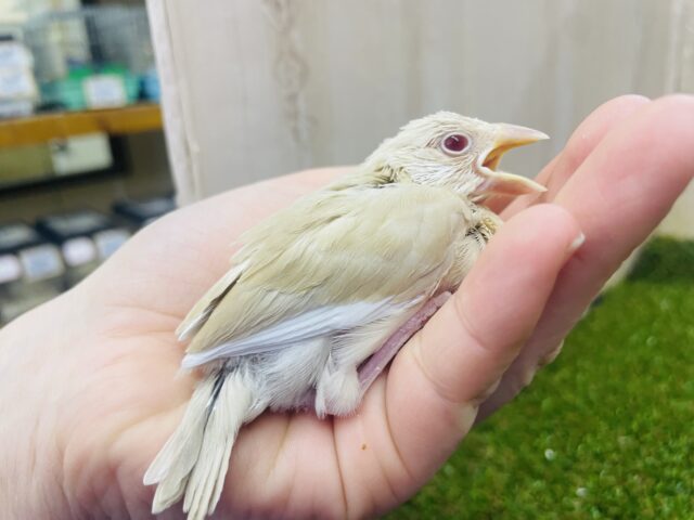 シナモン文鳥