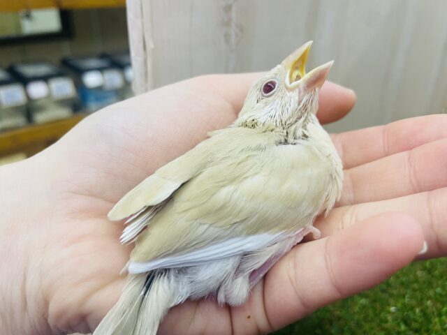 シナモン文鳥