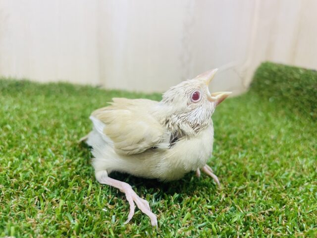 シナモン文鳥