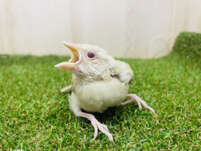 シナモン文鳥