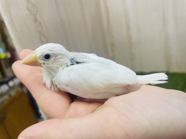 白文鳥