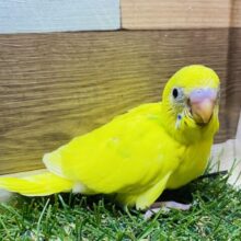 パキッと濃いイエローにグリーンが映えます✨セキセイインコ（パイド）