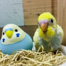 透明感がありますよ〜✨目を惹く美しさのセキセイインコ（パステルカラーレインボーパイド）🌈