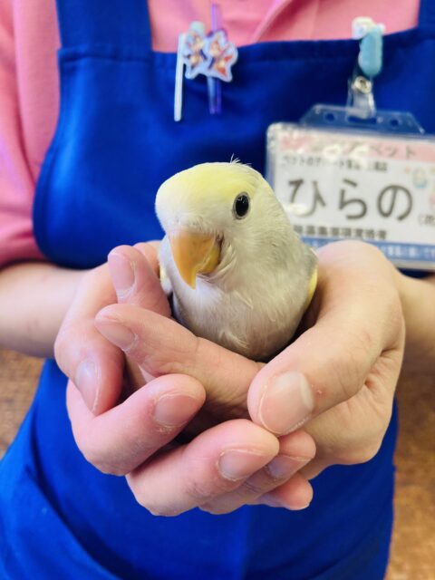 コザクラインコ（小桜インコ）