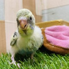 大人気の子がやって来ました〜‼️元気ハツラツ💪セキセイインコ（4色ハルクイン）