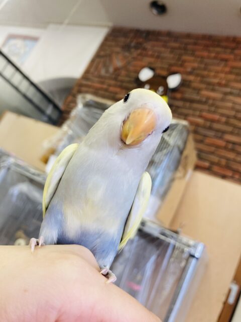 コザクラインコ（小桜インコ）