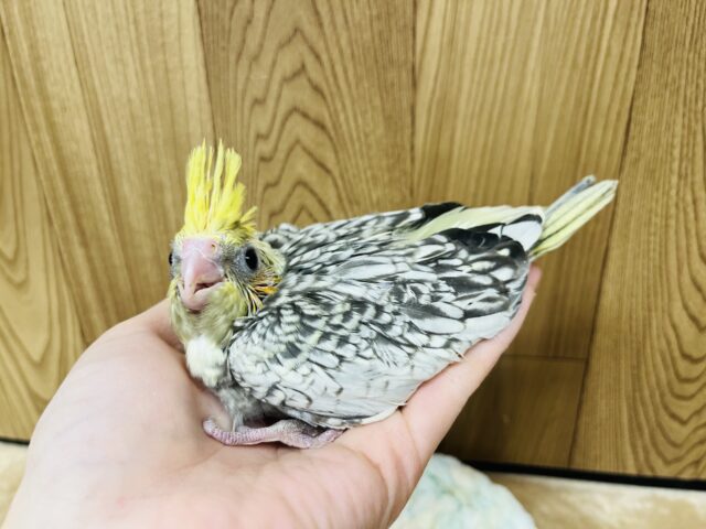 オカメインコ