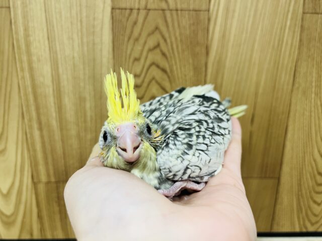 オカメインコ