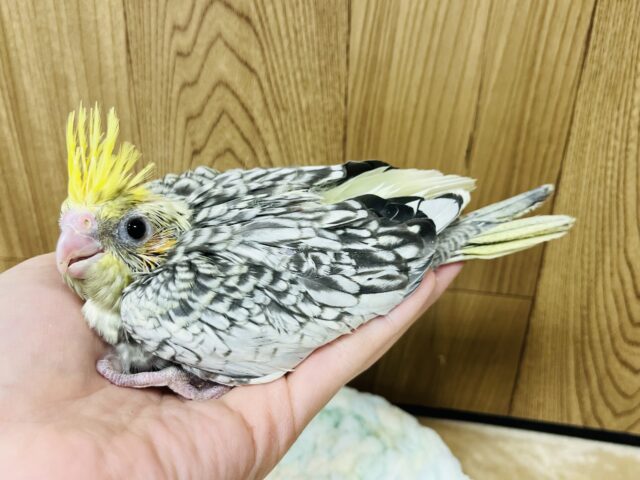 オカメインコ