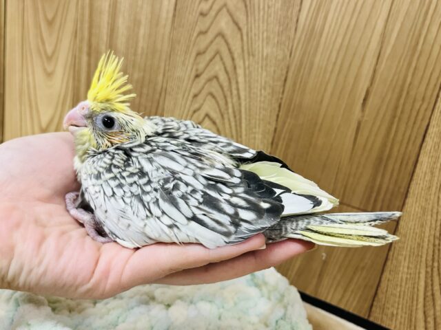 オカメインコ