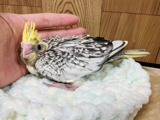 オカメインコ