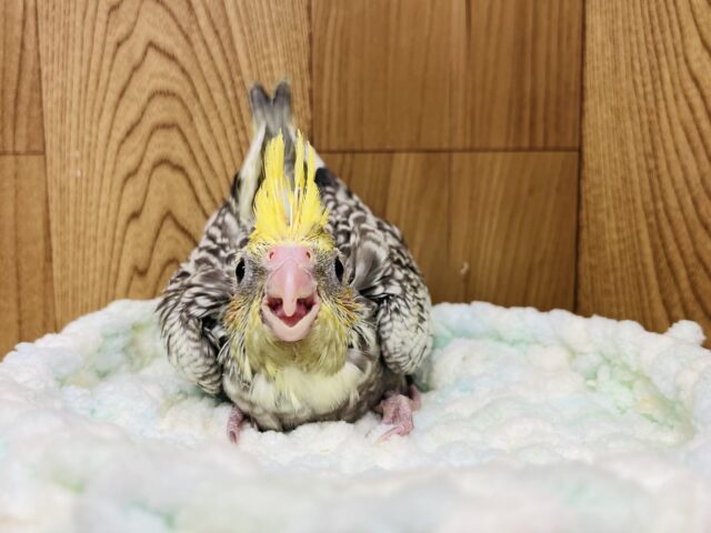 オカメインコ