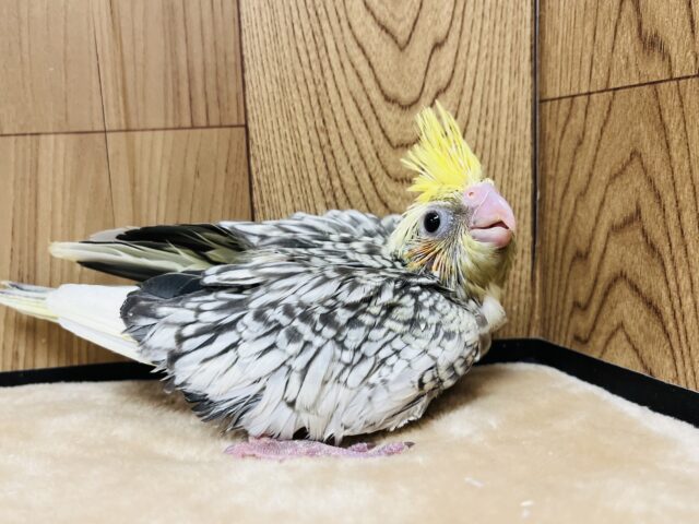 オカメインコ