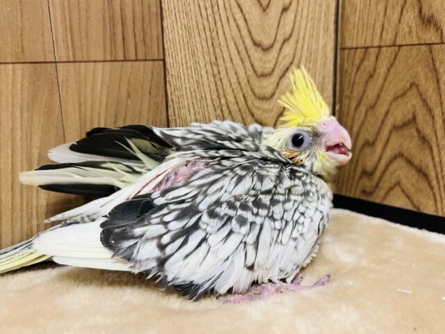 オカメインコ