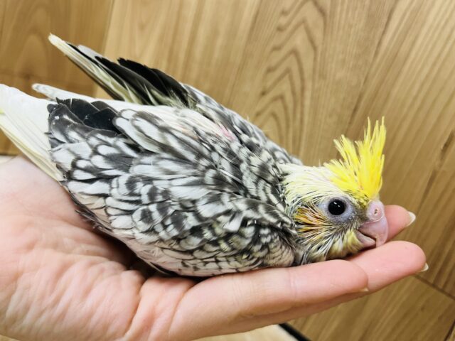 オカメインコ