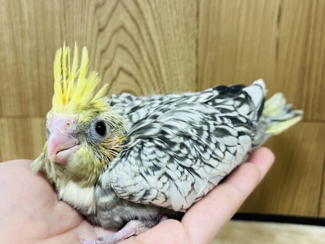 オカメインコ