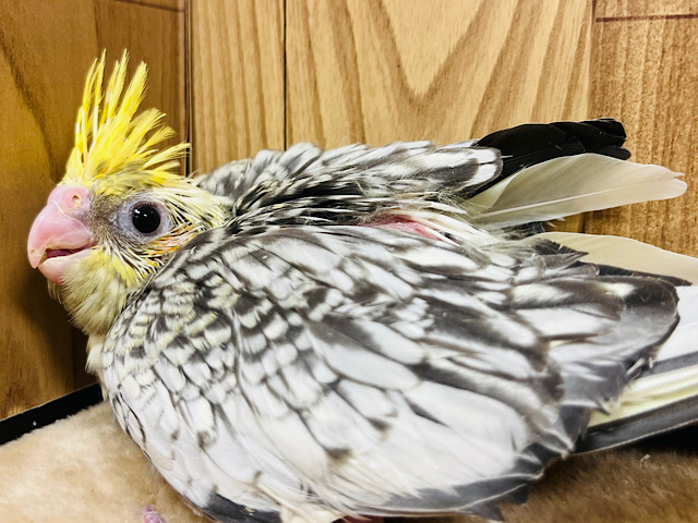 クリクリおめめに吸い込まれちゃう♡オカメインコ(パールパイド) ヒナ