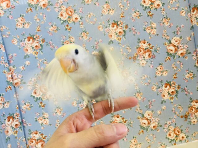 コザクラインコ（小桜インコ）