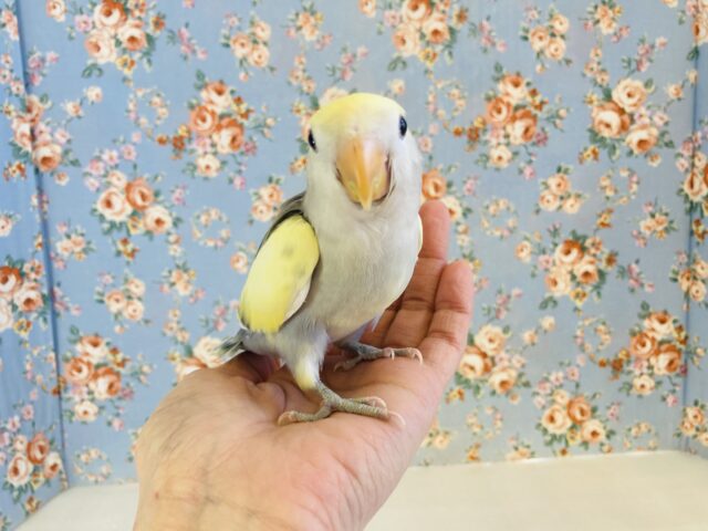 コザクラインコ（小桜インコ）