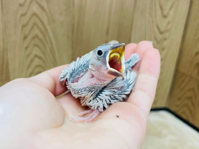 シルバー文鳥