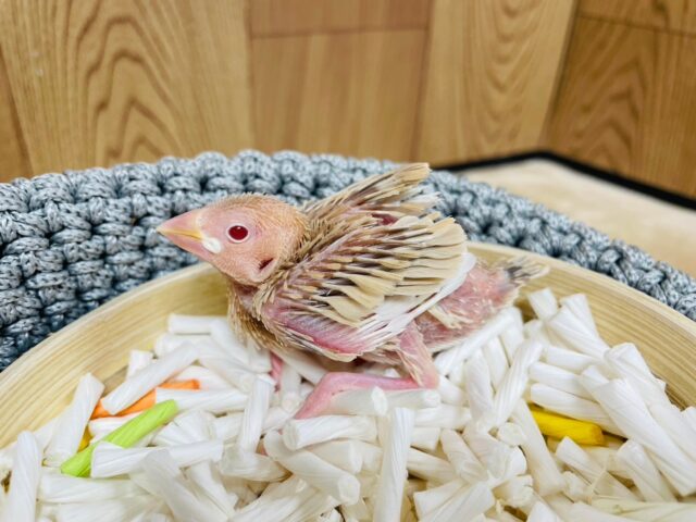 シナモン文鳥