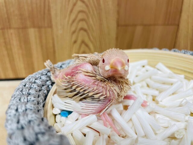 シナモン文鳥