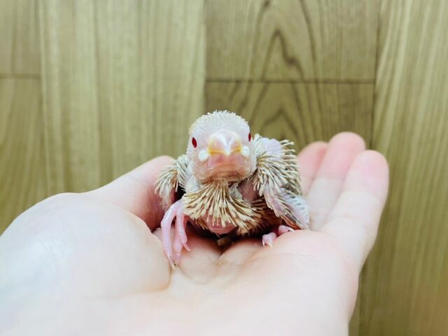 シナモン文鳥