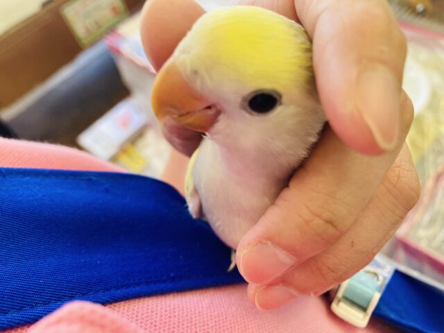 コザクラインコ（小桜インコ）